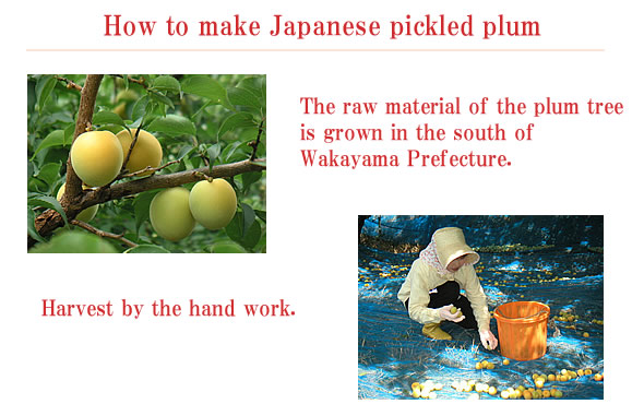 Mukashi ume, Japanese pickled plum